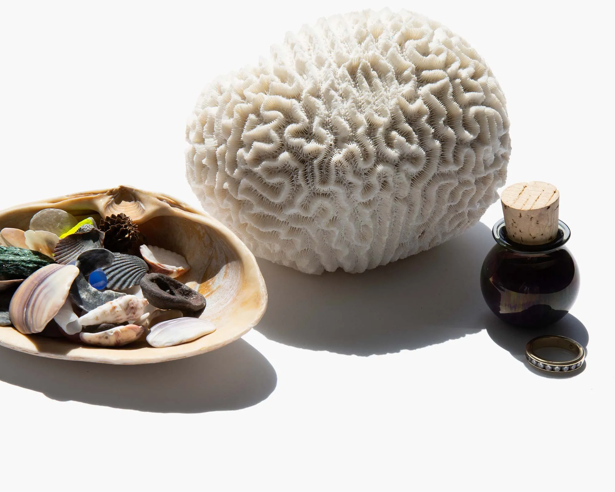 Brain Coral Specimen