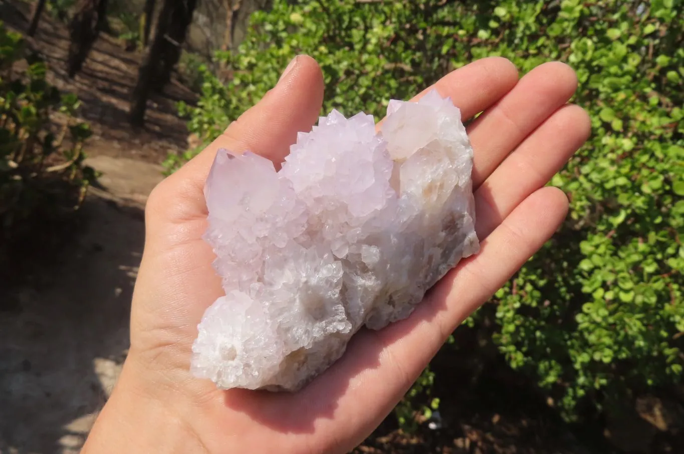 Natural Cactus Flower Spirit Quartz Clusters x 6 From Boekenhouthoek, South Africa