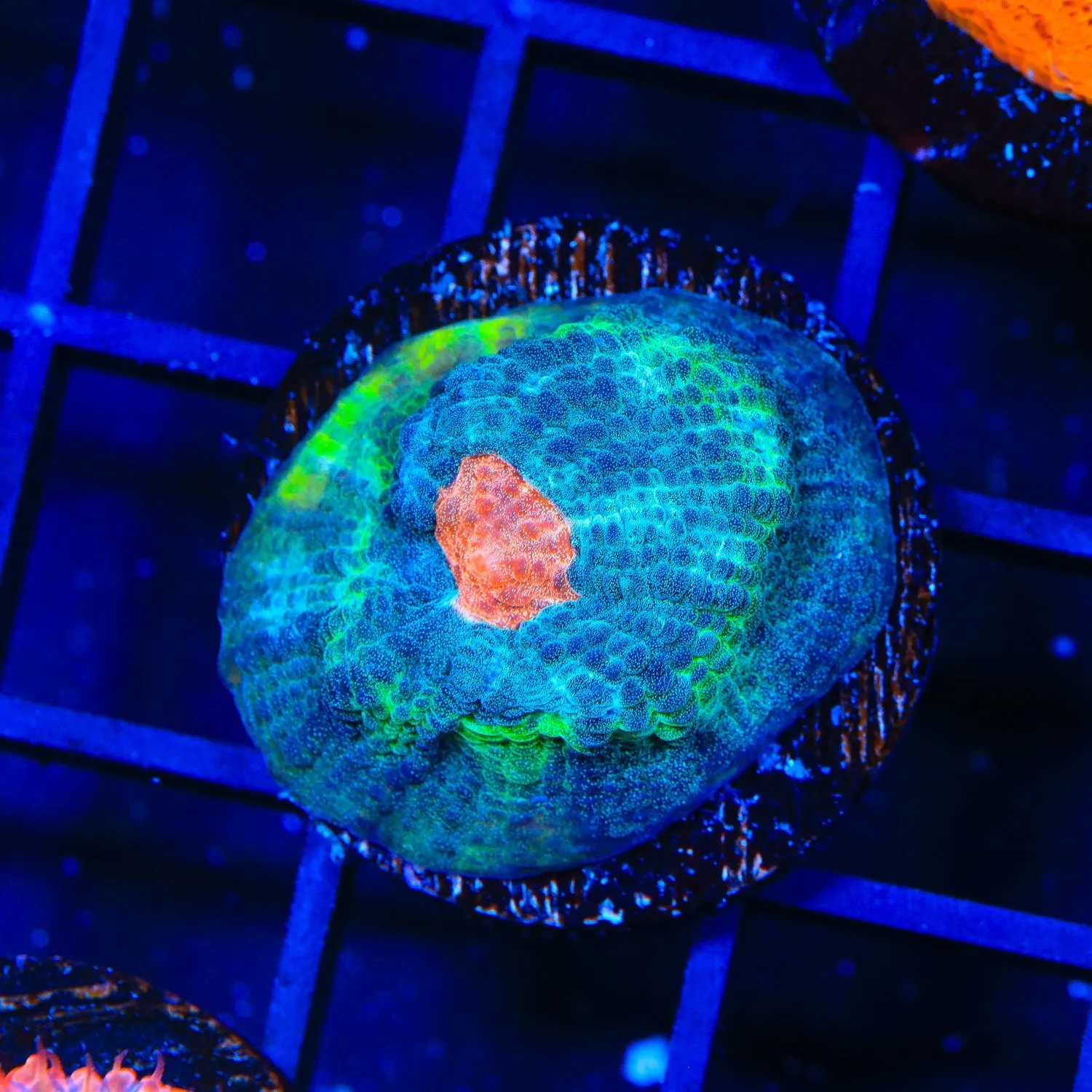 Red Eye Chalice Coral